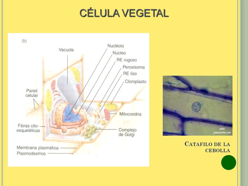 celula vegetal de la cebolla celula vegetal de la cebolla